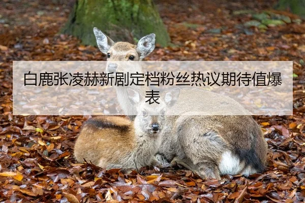 白鹿张凌赫新剧定档粉丝热议期待值爆表